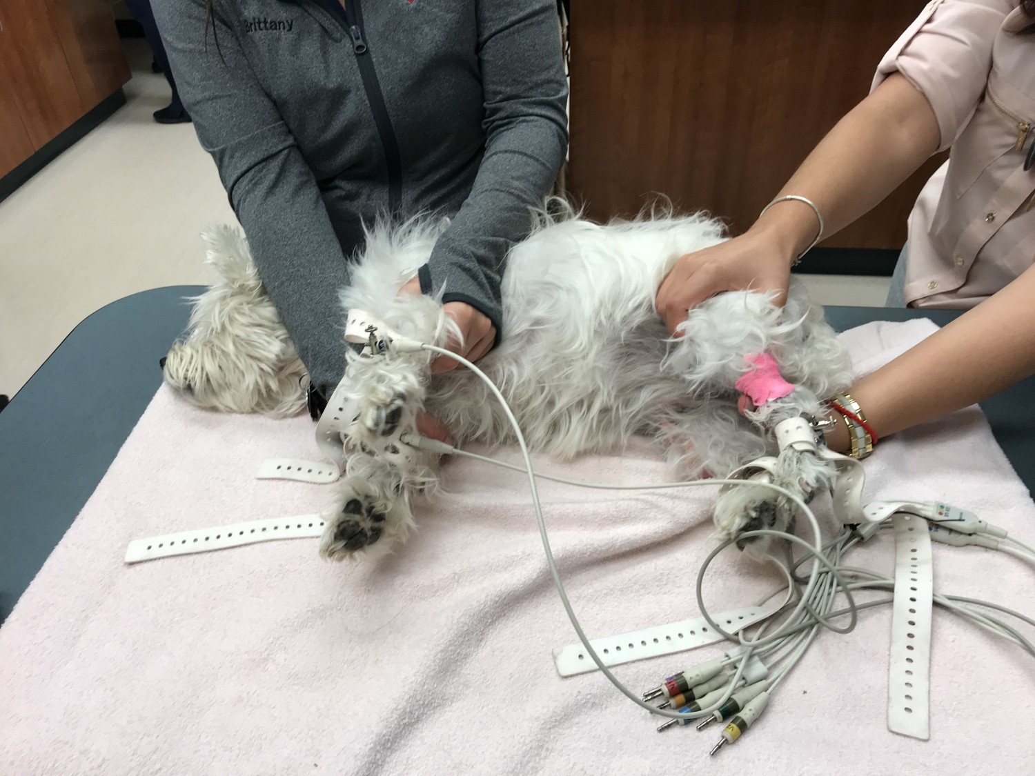 dog getting ECG/EKG